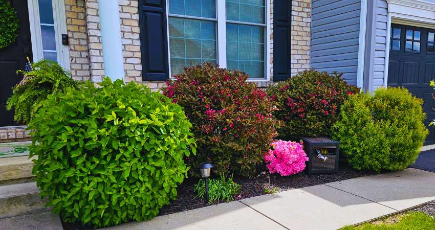 Hedge trimming service in Nazareth PA with clean, even hedge lines by 2Knights Landscaping.