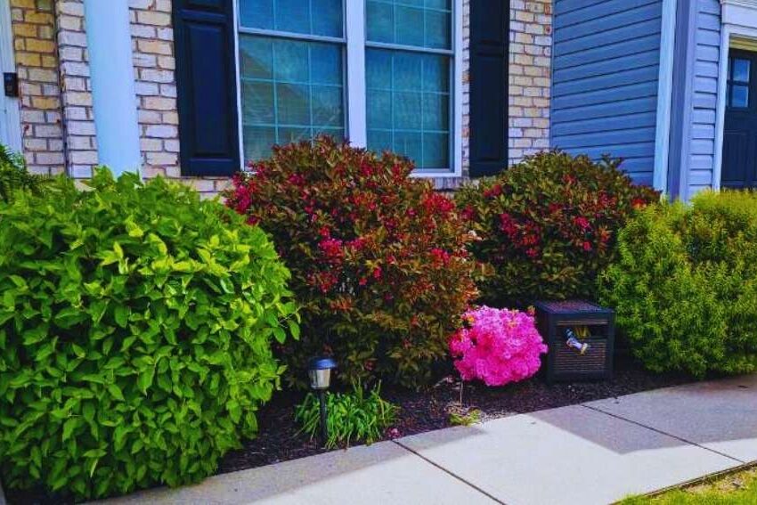 Shrub & Hedge Trimming