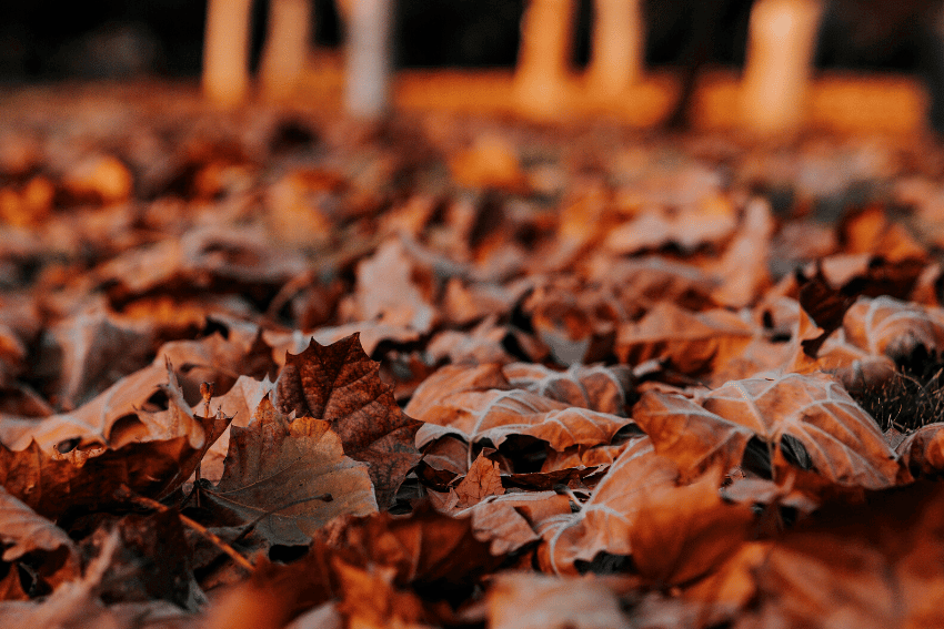 Seasonal yard clean-up in Nazareth, PA — leaf removal and lawn prep by 2Knights Landscaping.